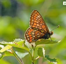 Attēlu rezultāti vaicājumam “Euphydryas maturna upperside”