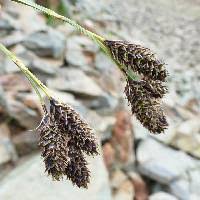 Attēlu rezultāti vaicājumam “Carex loliacea fruit”