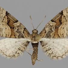 Attēlu rezultāti vaicājumam “Eupithecia sinuosaria”