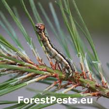 Attēlu rezultāti vaicājumam “Panolis flammea”