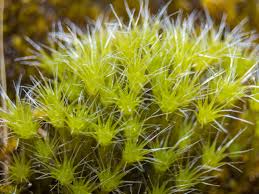 Attēlu rezultāti vaicājumam “Campylopus introflexus”