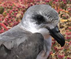 Image result for Pterodroma feae