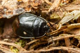 Attēlu rezultāti vaicājumam “Adomerus biguttatus”