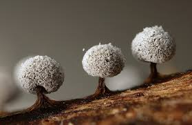 Attēlu rezultāti vaicājumam “Didymium squamulosum spores”