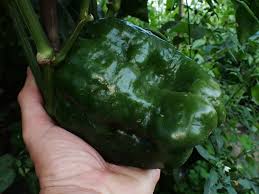 Afbeeldingsresultaat voor giant 3 sweet pepper