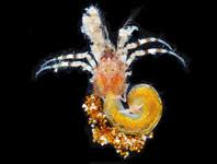 Attēlu rezultāti vaicājumam “Eurygaster testudinaria imago”