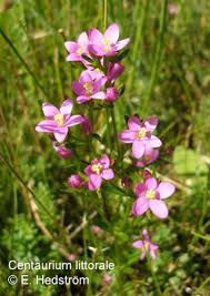 Attēlu rezultāti vaicājumam “Centaurium littorale”