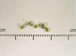 Attēlu rezultāti vaicājumam “Polygonum aviculare leaf”