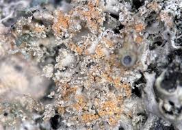 Attēlu rezultāti vaicājumam “Erythricium aurantiacum”