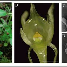 Attēlu rezultāti vaicājumam “Malaxis monophyllos flower”