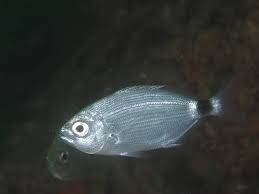 Image result for Oblada melanurus