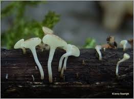 Attēlu rezultāti vaicājumam “Hymenoscyphus sp.”