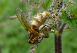 Attēlu rezultāti vaicājumam “Entomophthora”