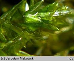 Attēlu rezultāti vaicājumam “Platyhypnidium riparioides”