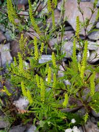 Attēlu rezultāti vaicājumam “Ambrosia artemisiifolia leaf”