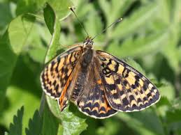 Attēlu rezultāti vaicājumam “Melitaea didyma underside”