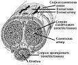 Definition of corpora cavernosa