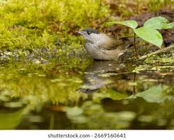 Attēlu rezultāti vaicājumam “Sylvia atricapilla male”