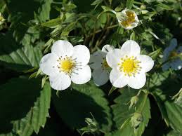 Attēlu rezultāti vaicājumam “Fragaria viridis flower”