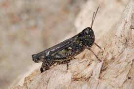 Attēlu rezultāti vaicājumam “Myrmeleotettix maculatus”