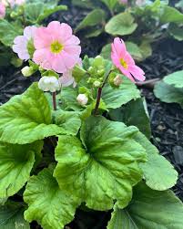 Image result for Primula obconica