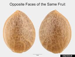 Attēlu rezultāti vaicājumam “Cannabis sativa fruit”