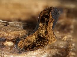 Attēlu rezultāti vaicājumam “Gulielmina vermicularis macro”