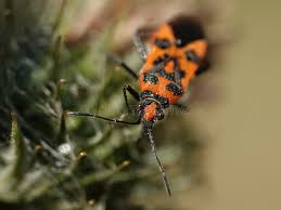 Attēlu rezultāti vaicājumam “Corizus hyoscyami”