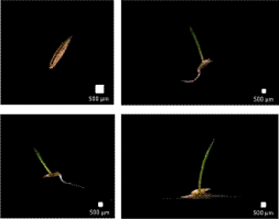 Attēlu rezultāti vaicājumam “Poa nemoralis fruit”