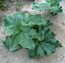 Attēlu rezultāti vaicājumam “Petasites spurius”