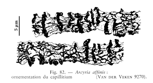 Attēlu rezultāti vaicājumam “Arcyria affinis capillitium”