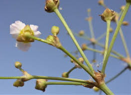 Attēlu rezultāti vaicājumam “Alisma gramineum flower”
