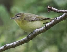 Image result for Vireo philadelphicus
