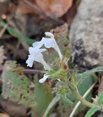 Image result for Galeopsis segetum