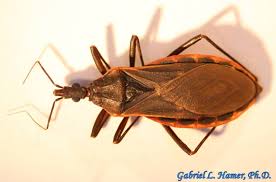 Attēlu rezultāti vaicājumam “Heteroptera”