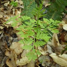 Attēlu rezultāti vaicājumam “Botrychium virginianum”