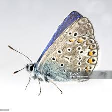 Attēlu rezultāti vaicājumam “Plebejus argyrognomon”