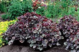 Image result for Heuchera Metallica