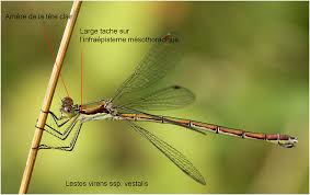 Attēlu rezultāti vaicājumam “Lestes virens”