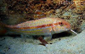 Image result for Mullus surmuletus