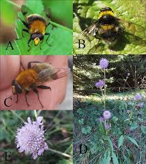 Attēlu rezultāti vaicājumam “Arctophila superbiens”