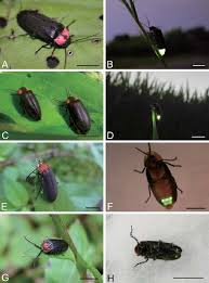 Attēlu rezultāti vaicājumam “Lampyridae”