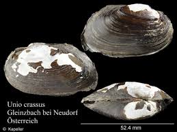 Attēlu rezultāti vaicājumam “Unio crassus”