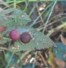 Attēlu rezultāti vaicājumam “Diplolepis eglanteriae”