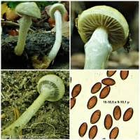 Attēlu rezultāti vaicājumam “Protostropharia alcis”