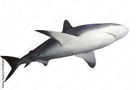 Image result for Carcharhinus perezii