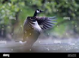 Attēlu rezultāti vaicājumam “Branta canadensis adult”