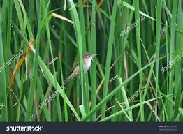 Image result for Acrocephalus aedon