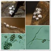 Attēlu rezultāti vaicājumam “Diderma hemisphaericum plasmodium”