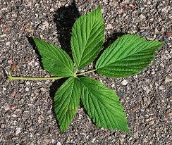 Attēlu rezultāti vaicājumam “Rubus nessensis leaf”